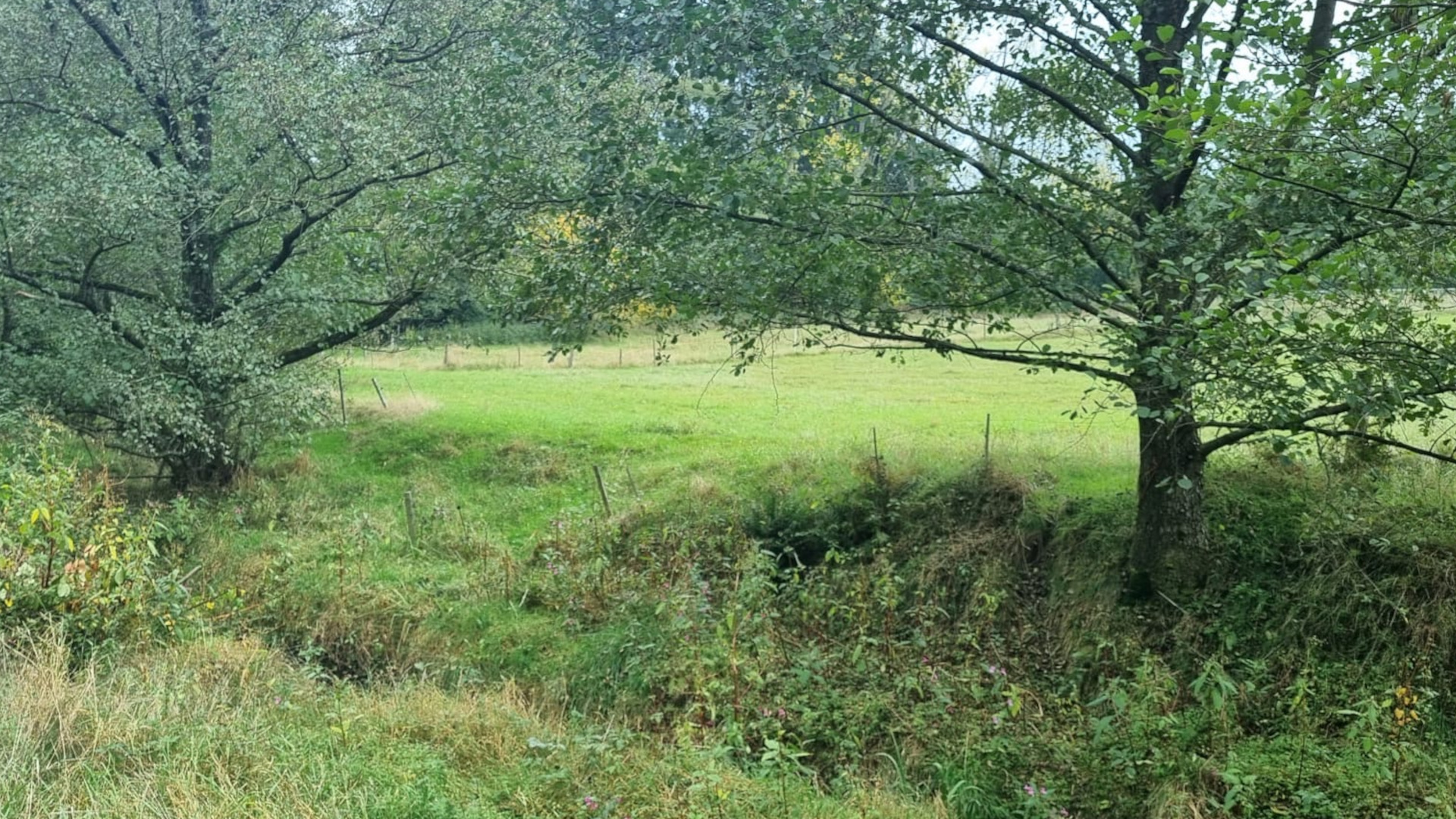 Wiese im Hanfbachtal